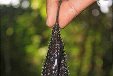 Biển Đông có cá bọc thép